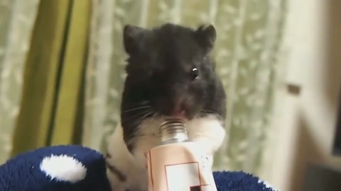 十三太保之风云再起